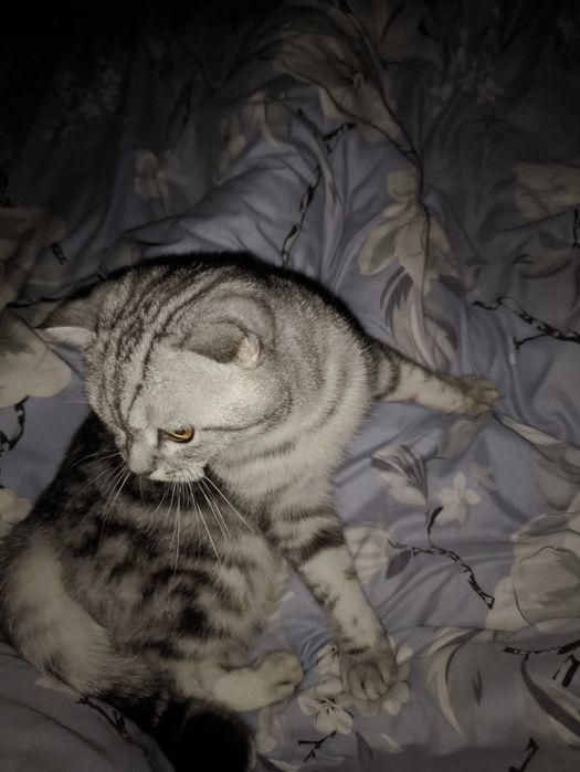 Продается Скоттиш страйт МУЖ