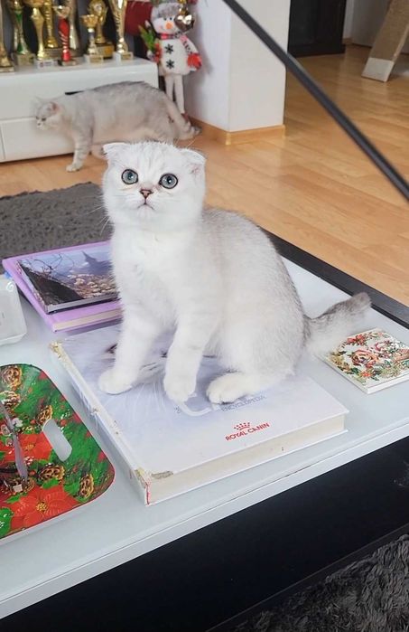 Baiat scottish fold cu pedigree