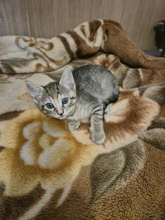 Ofer spre adoptie 3 motani si 1 pisica