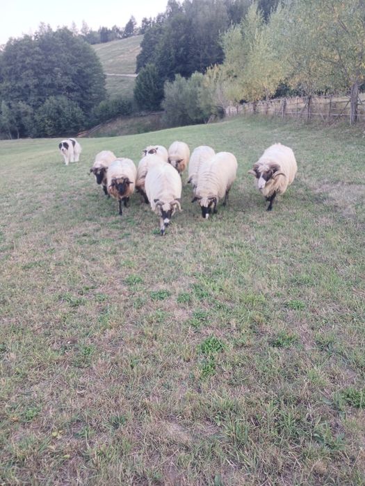 De vânzare 3 oii 5 mieluțe 1300 lei bucata  și un berbec  la alt preț.