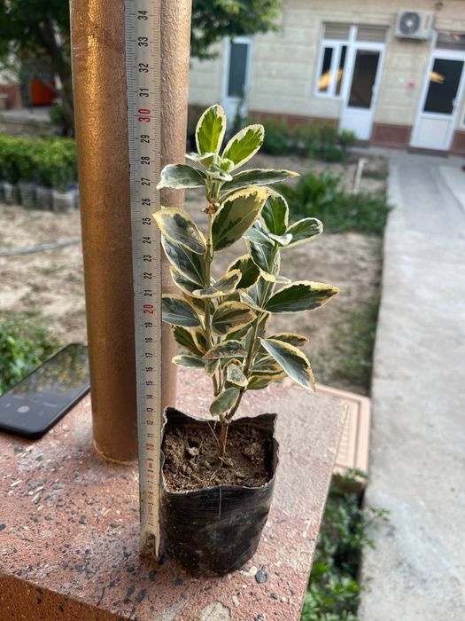 Бересклет кучатлари