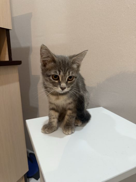 Котенок Касиапия с документами! Чипирована