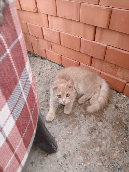 Актобе котёнок в добрые руки