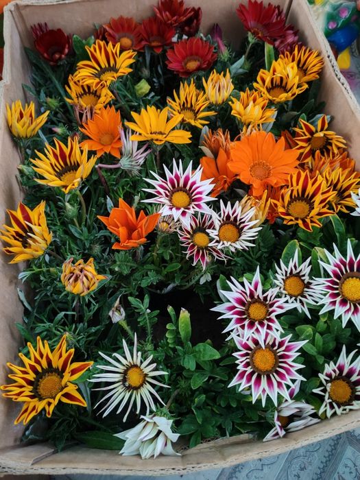 Продам цветы 500