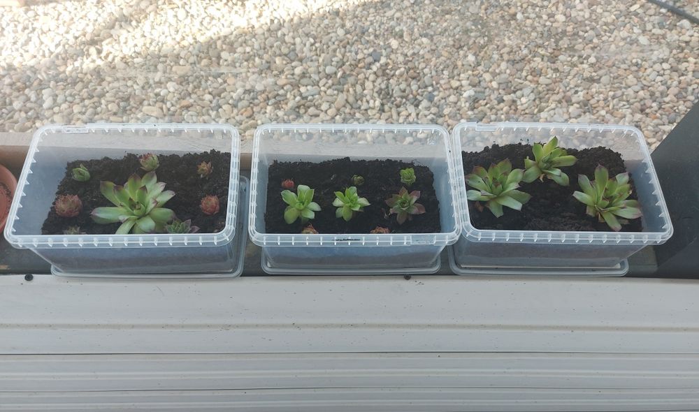 Plante Suculente Echeveria, Sempervivum Diverse Mărimi