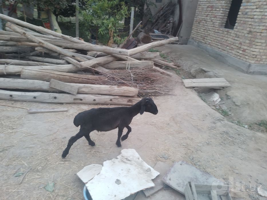 Qazoqi q6chqor Barra sotiladi