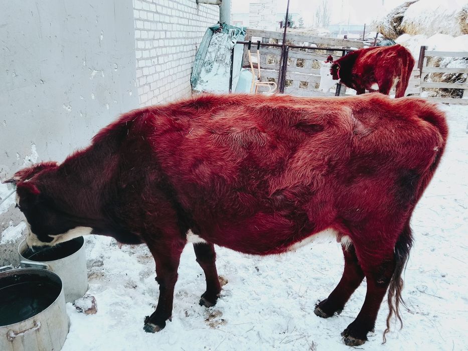 Продам карову 450