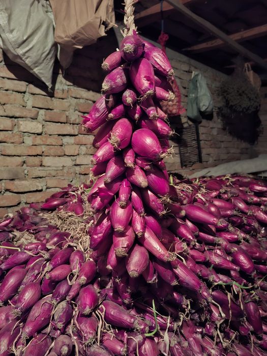 Ceapa rosie de apaMaracineni
