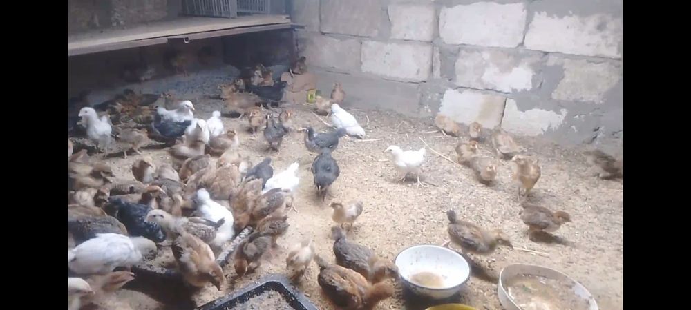 Балапан Кучински