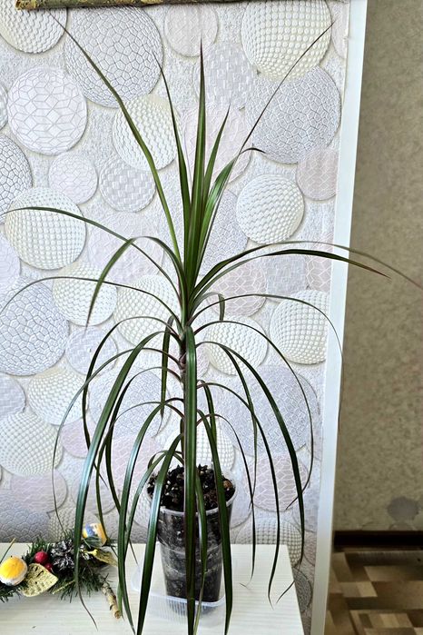 Комнатные цветы. Драцена. Сингониумы