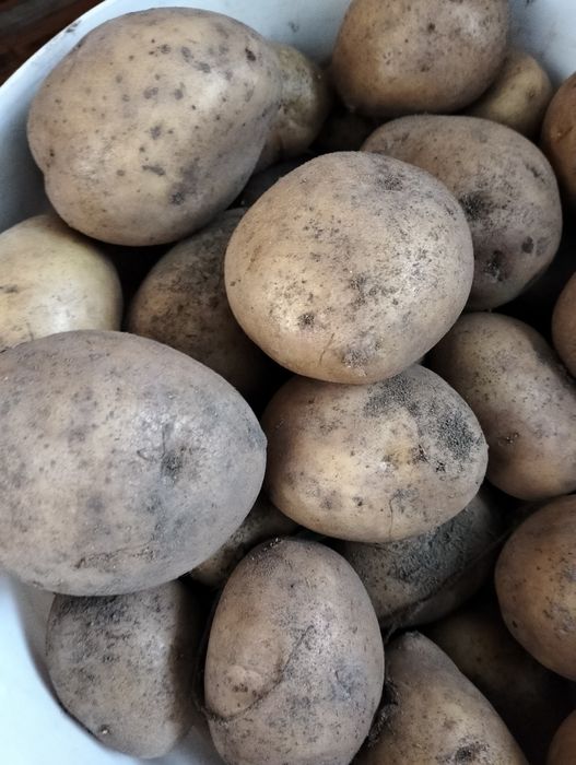 Картошка домашняя