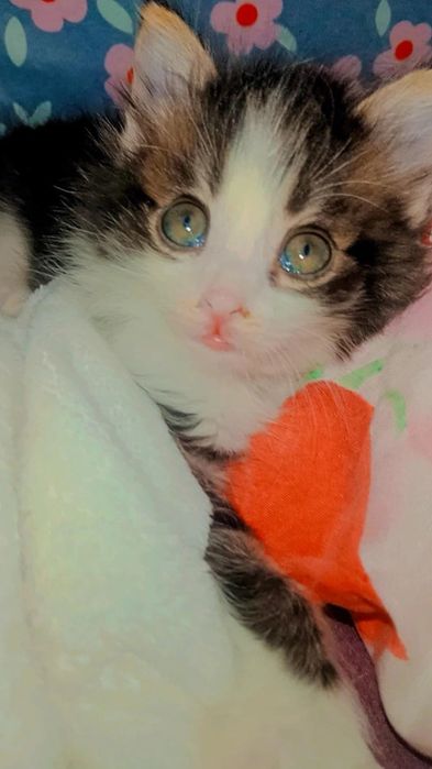 Сладенькая малышка ищет дом.