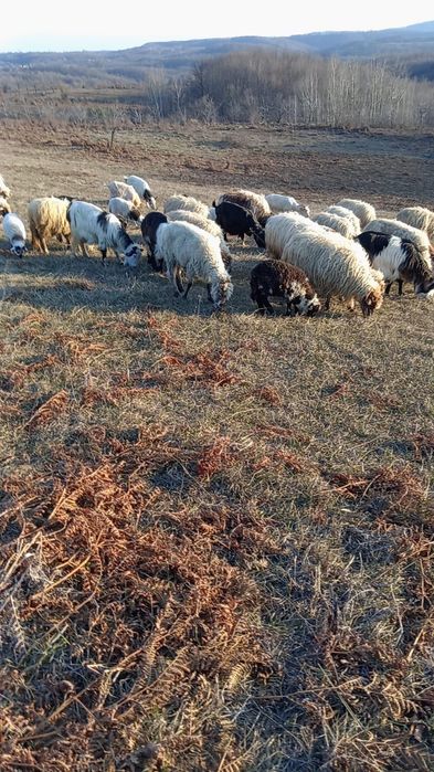 Vând perechi de oi cu miei și capre cu iezi!