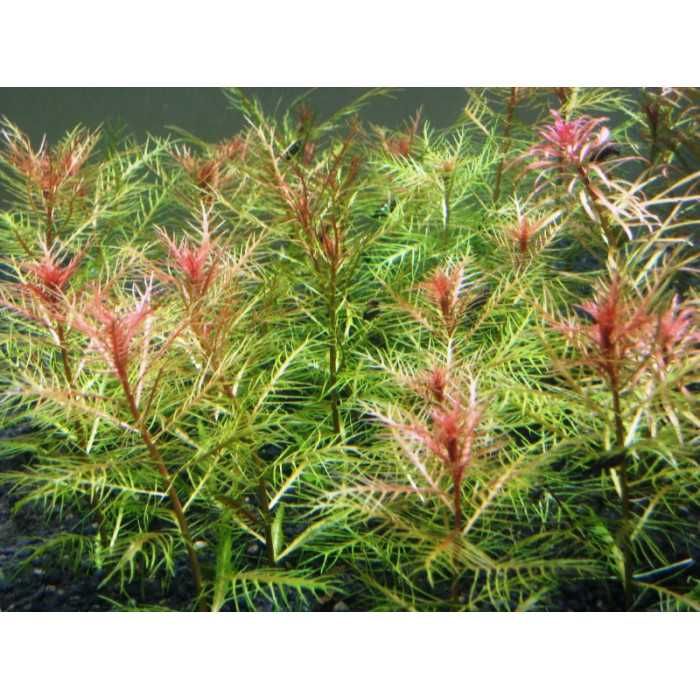 прозерпинака палюстрис