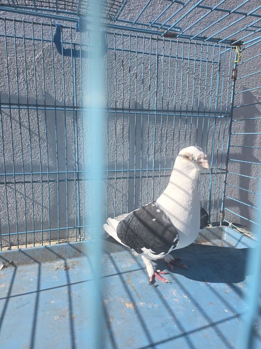 Porumbei standard de vanzare