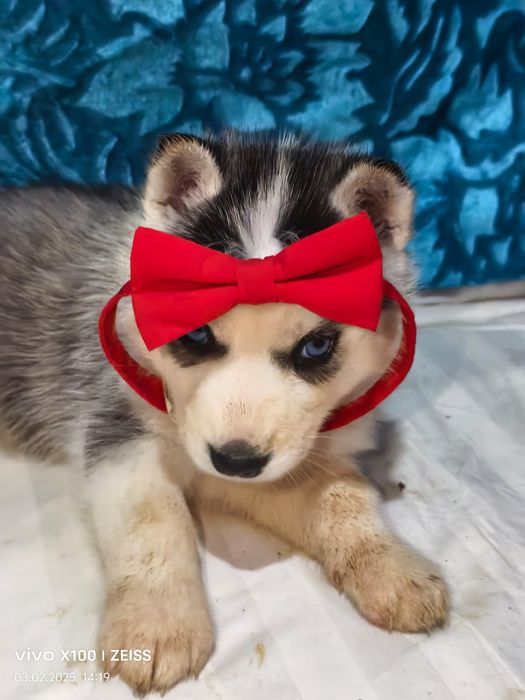 Очаровательные щенки сибирской хаски.