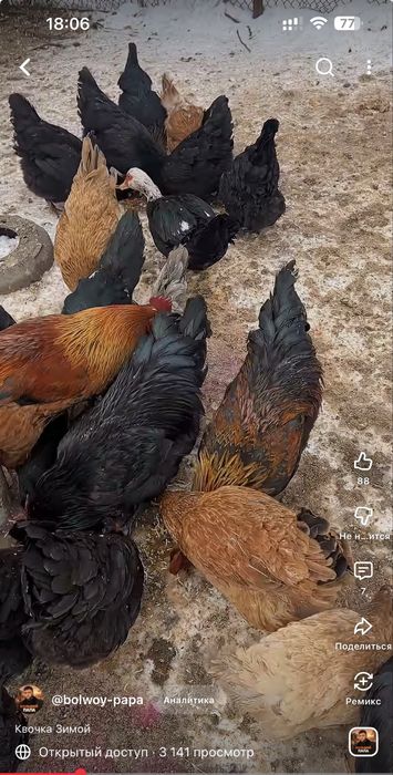 Инкубационное яйцо домашних помесных