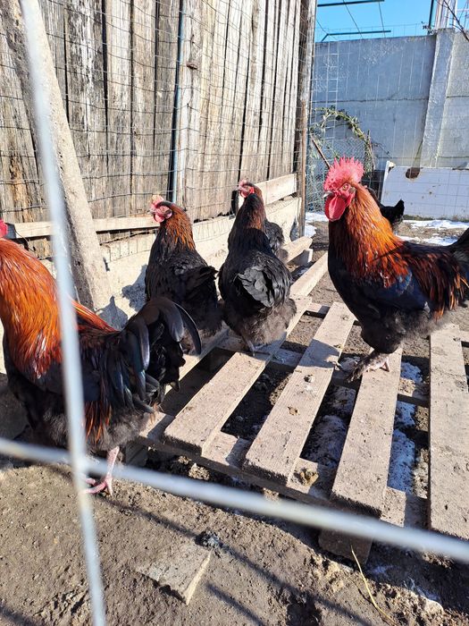 Ouă de incubat, Araucana argintiu, Marans negru arămiu si Australorp