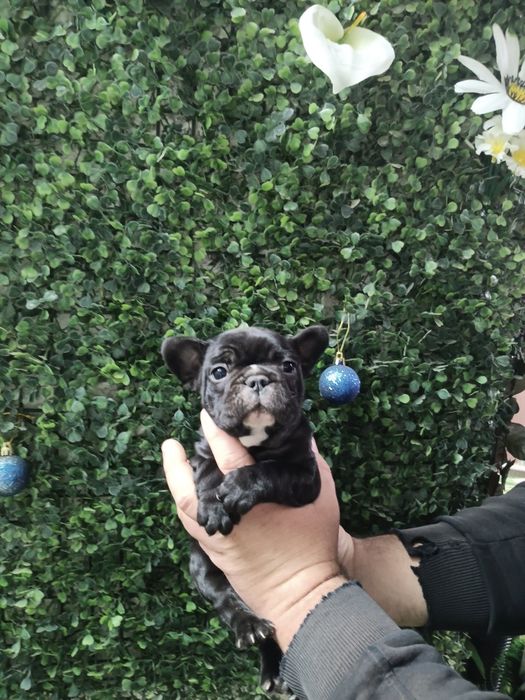 Френски булдог french bulldog
