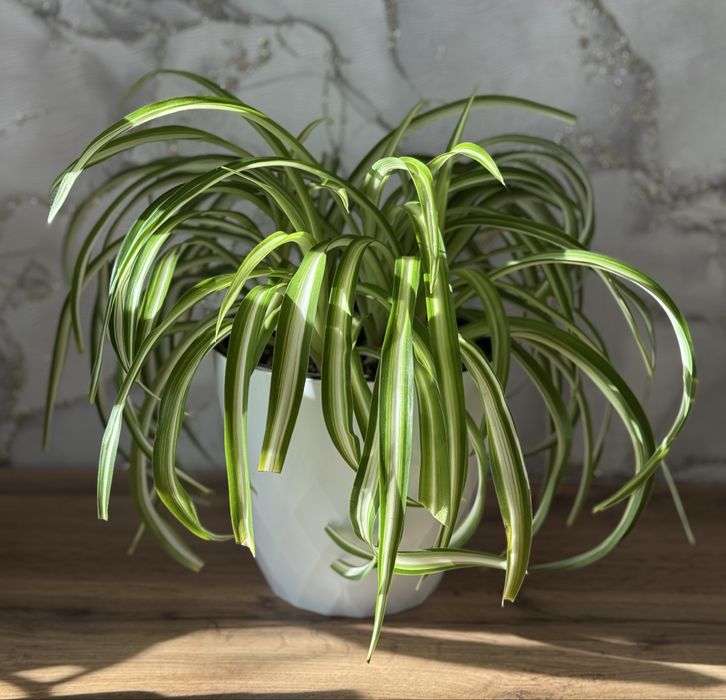 Комнатные растения. Хлорофитумы