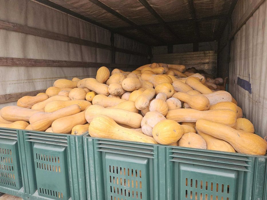 Тиква мускатна виола (цигулка)