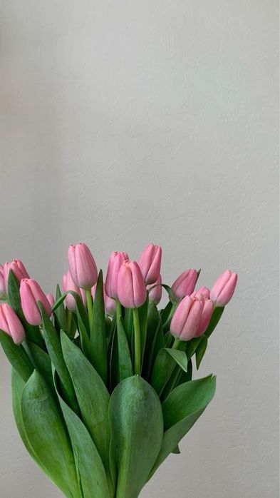 Тюльпаны 600тг. Цветы . Оформлени в подарок