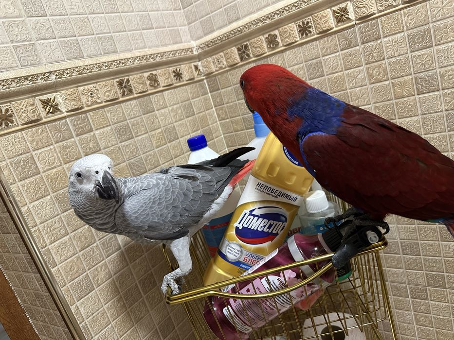 Блогородный эклектус папугай