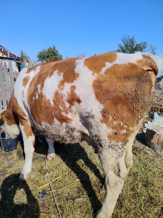 Vând vacă tânără