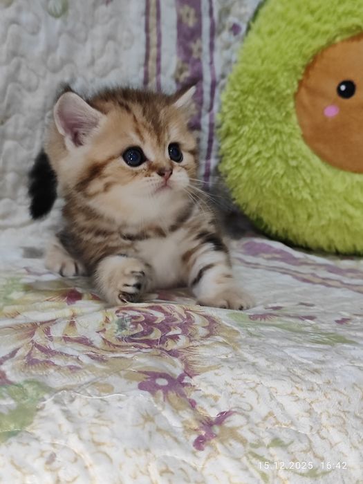 Продается мальчик Скоттиш фолд