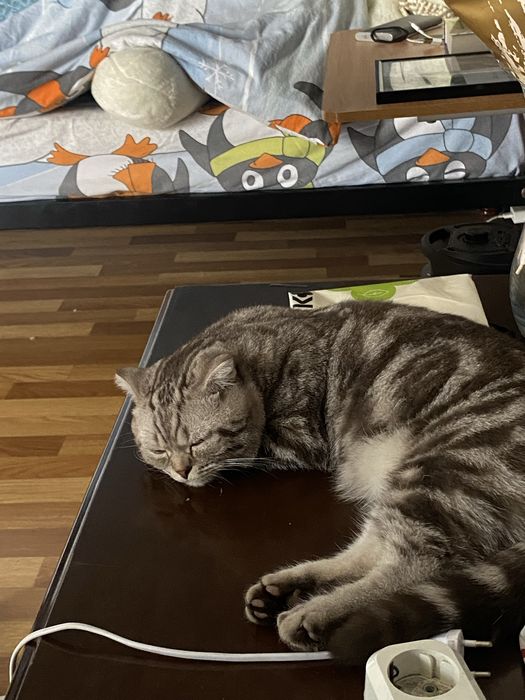 Кот домашний хороший