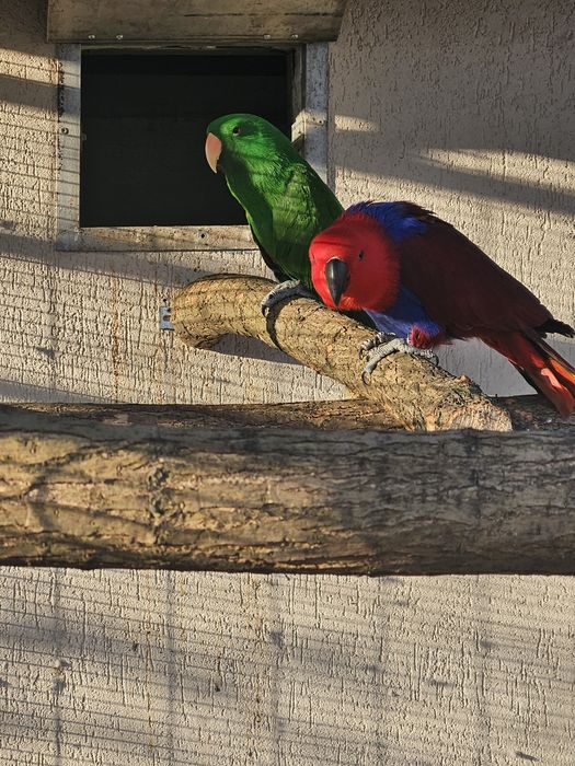 Eclectus pereche matura
