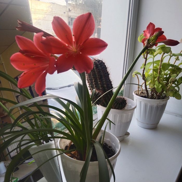 Продам цветы комнатные