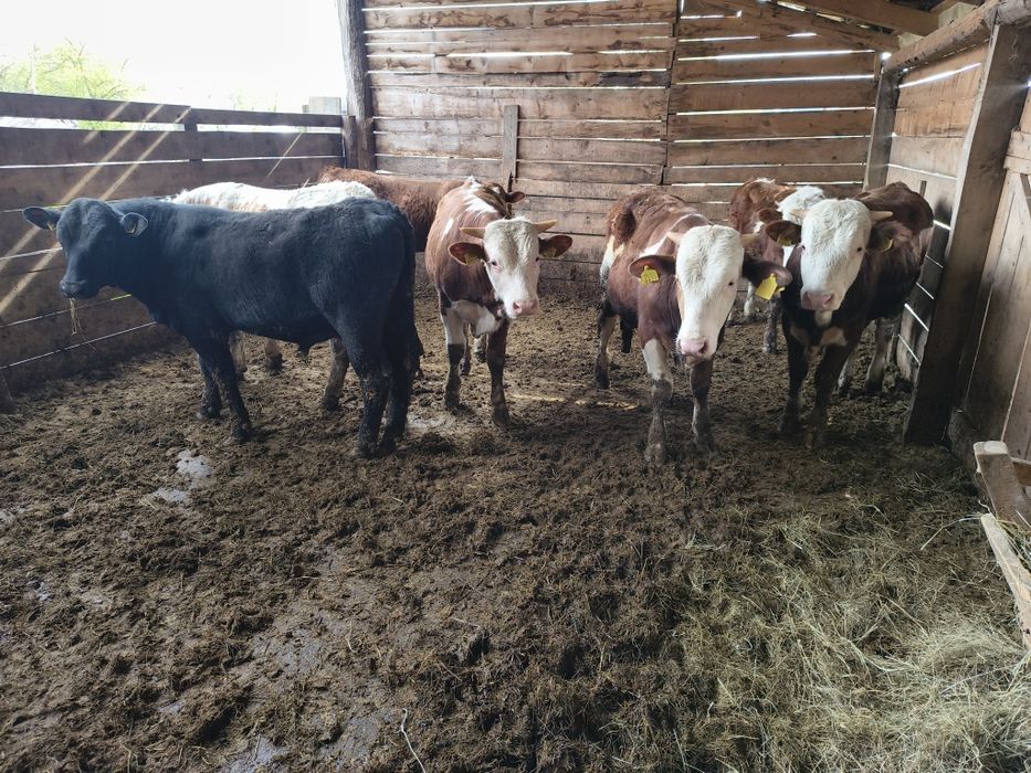 Vind 7 tăurași frumoși în jur de 330 și 350 kg media