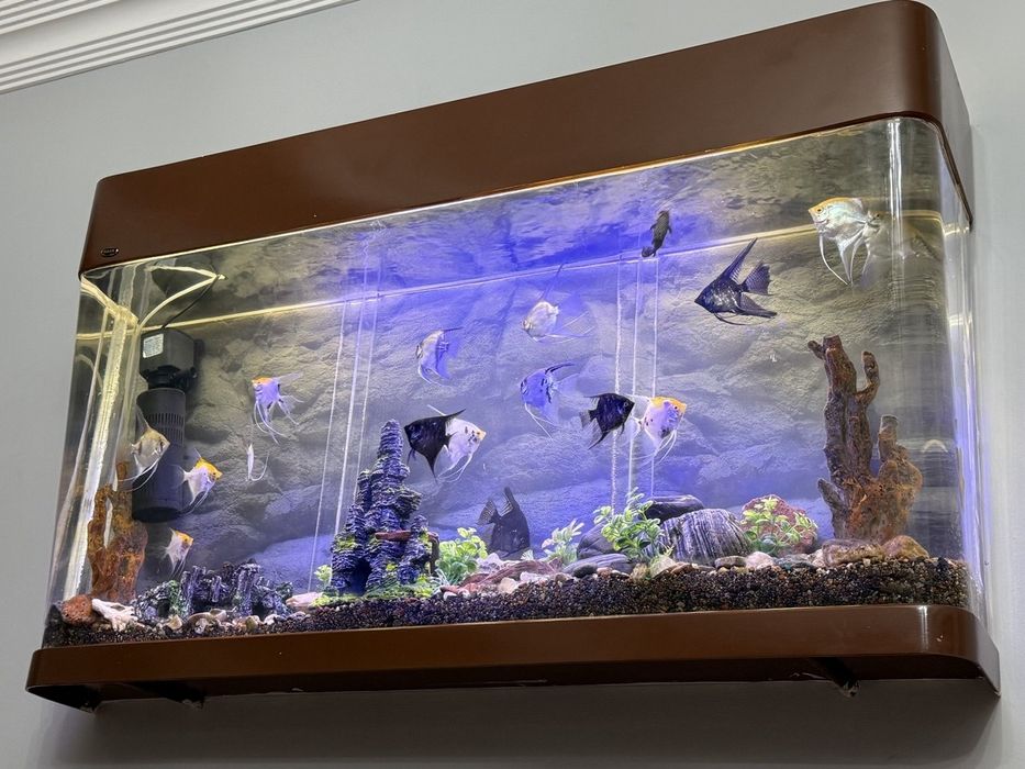 Скалярии-аквариумные рыбки