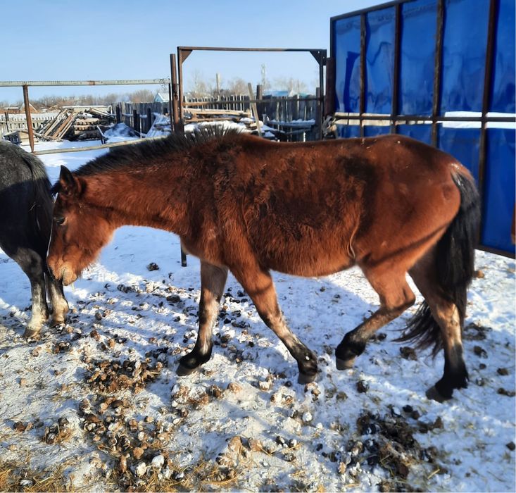 5 голов. По 650.