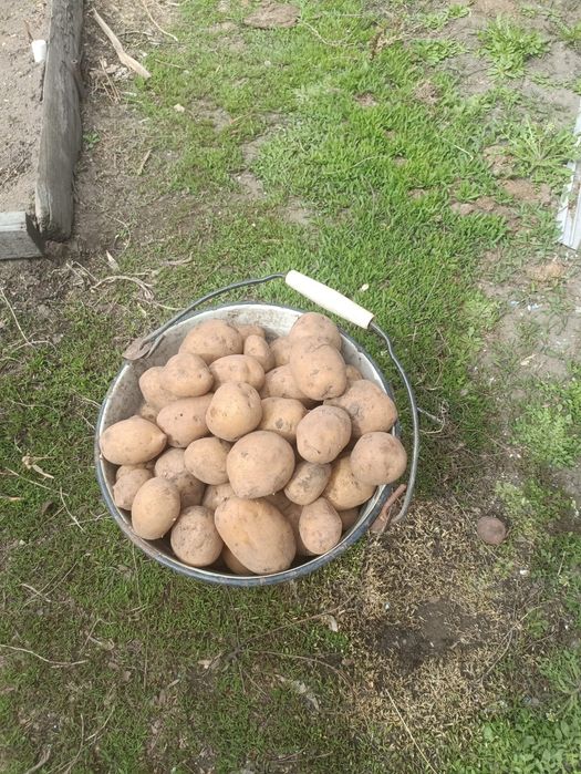 Картофель продам