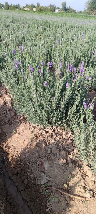 Lavanda 9-gektar bor 29500 soʻmdan ulgurchi narxlarda 24/7 aloqadamiz