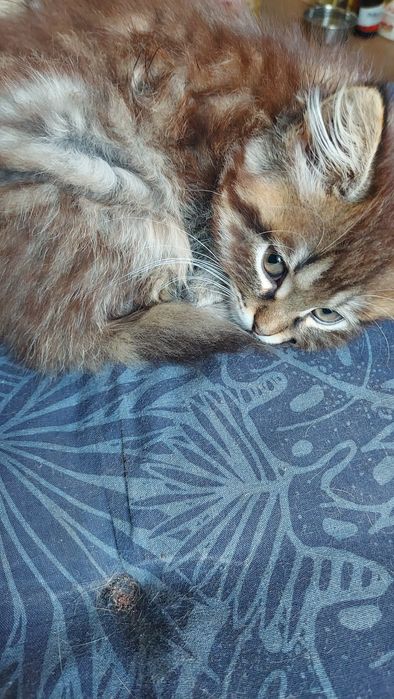 Donez pisicuta superba