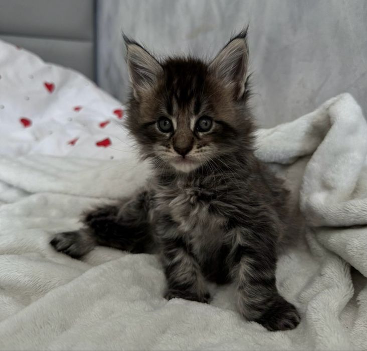 Котята Мейн-кун Алматы