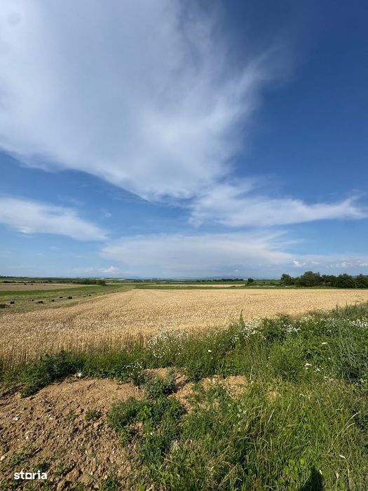 Teren intravilan de vanzare – Viile Satu Mare