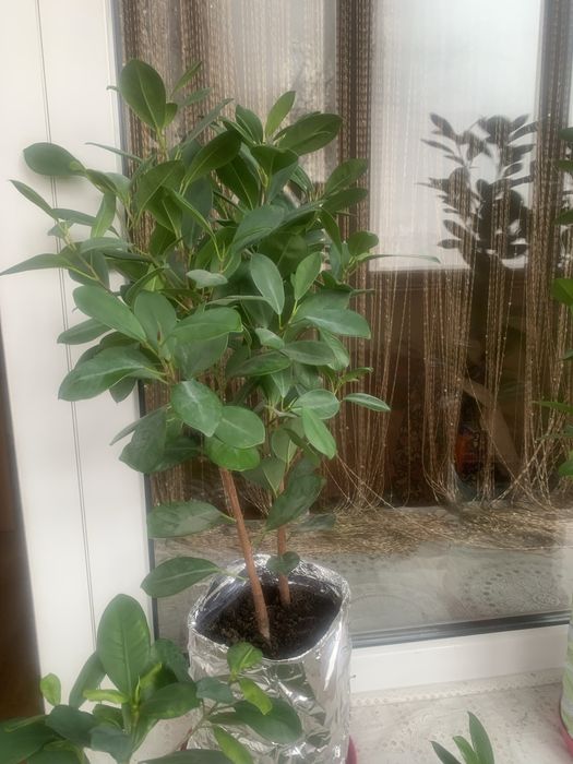 Фикус мокламе вечнозеленый