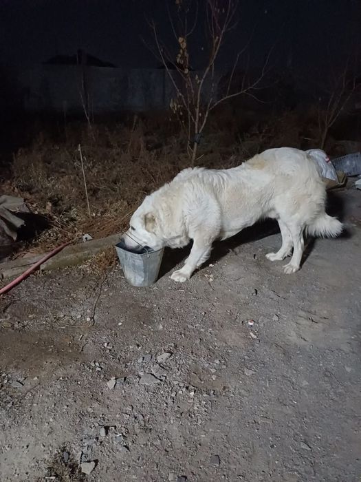 Собаки продается