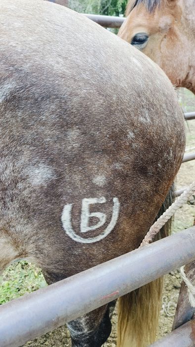 Тавро, танба, азот