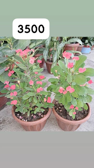 Домашние цветы Мырзакент