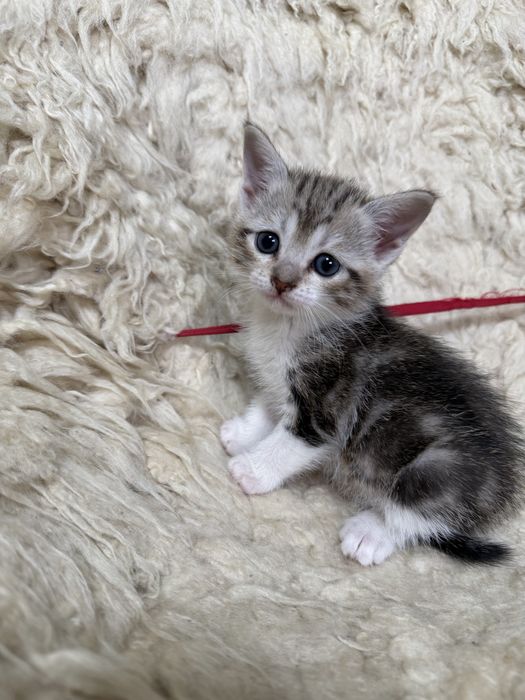 Продам породистых котят