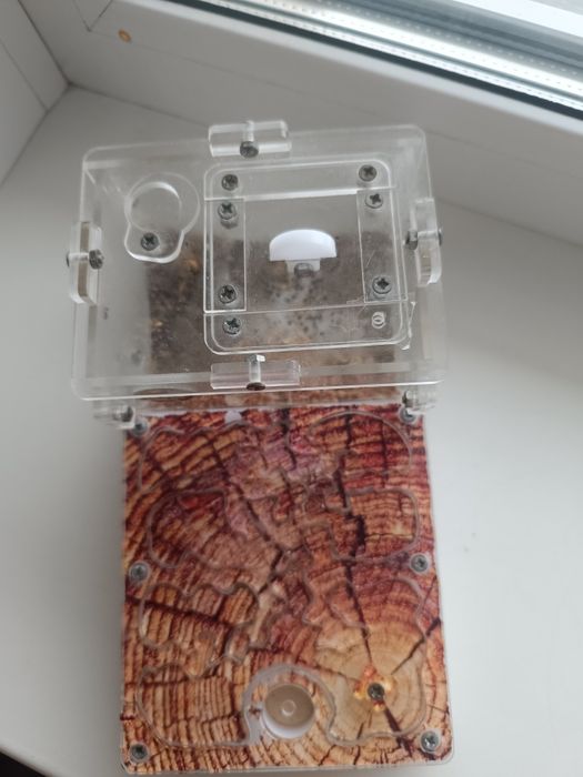 Продам муравьиную ферму