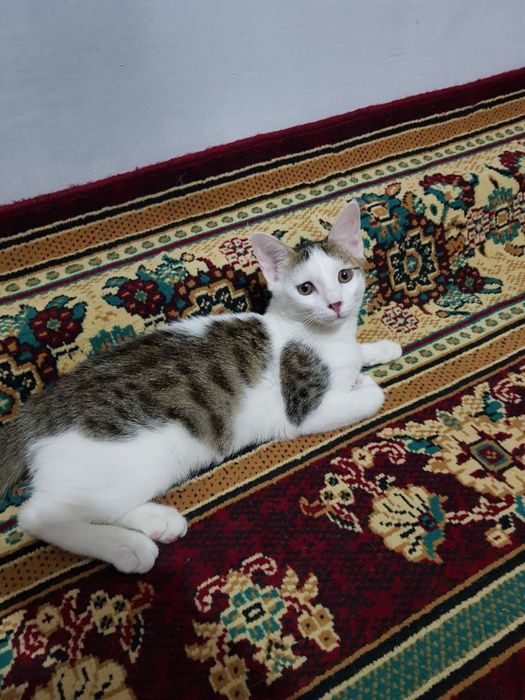 Котята,3 месяца,разные