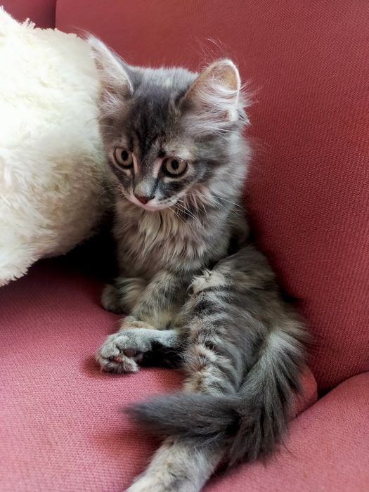 Отдам котенка в добрые руки. Ласковая,умная, хорошо ладит с детьми.