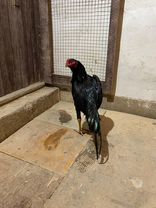 Дакан  кораз   есть