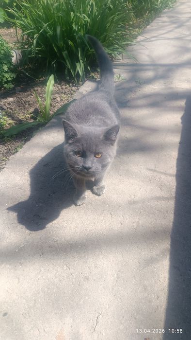 Кошечка молодая персидская